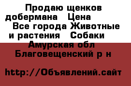 Продаю щенков добермана › Цена ­ 45 000 - Все города Животные и растения » Собаки   . Амурская обл.,Благовещенский р-н